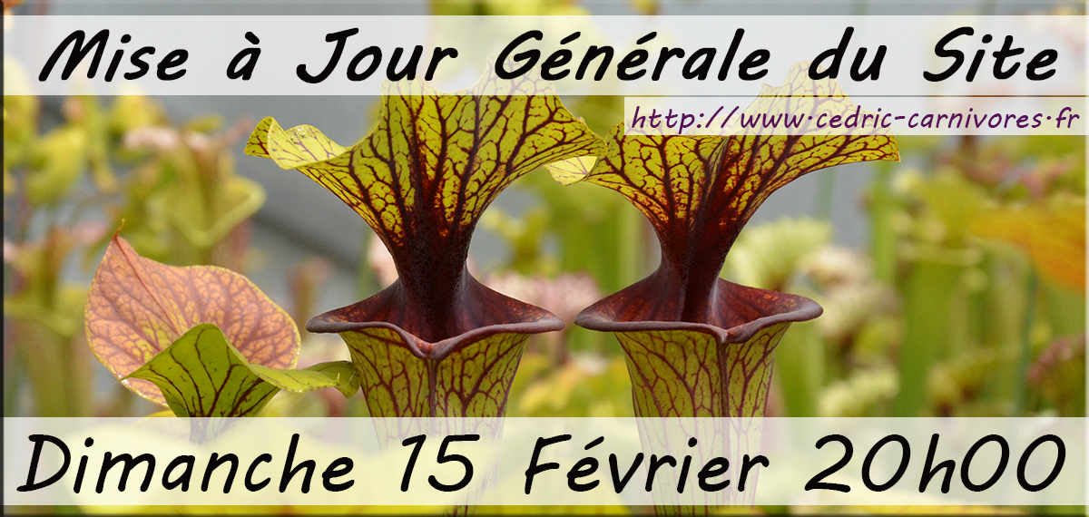 Mise à jour plantes carnivores Sarracenia - 15 Février 2026